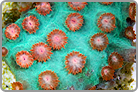 ReefKoi LE Meteor Shower Cyphastrea